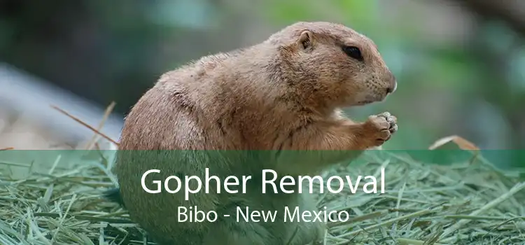 Gopher Removal Bibo - New Mexico