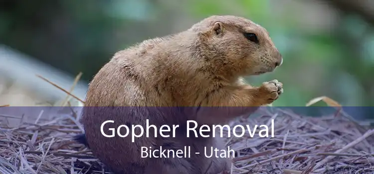 Gopher Removal Bicknell - Utah