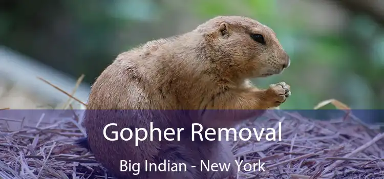 Gopher Removal Big Indian - New York