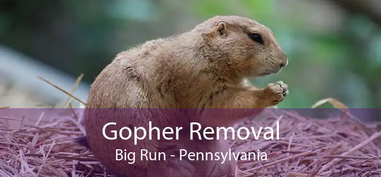 Gopher Removal Big Run - Pennsylvania