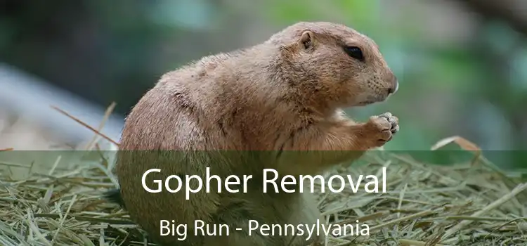 Gopher Removal Big Run - Pennsylvania