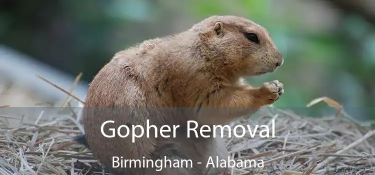 Gopher Removal Birmingham - Alabama