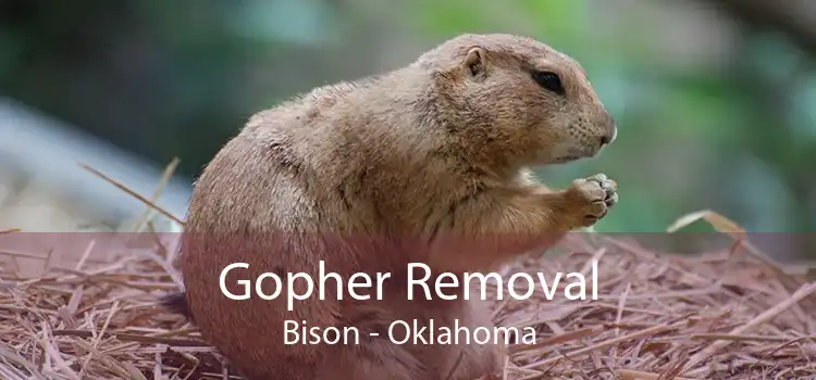 Gopher Removal Bison - Oklahoma