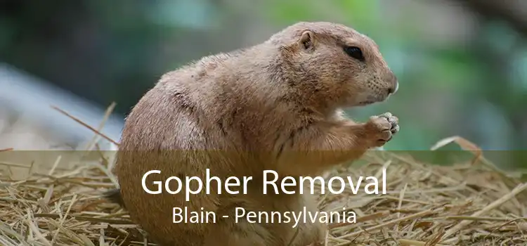 Gopher Removal Blain - Pennsylvania