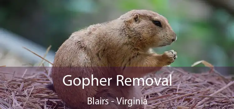 Gopher Removal Blairs - Virginia