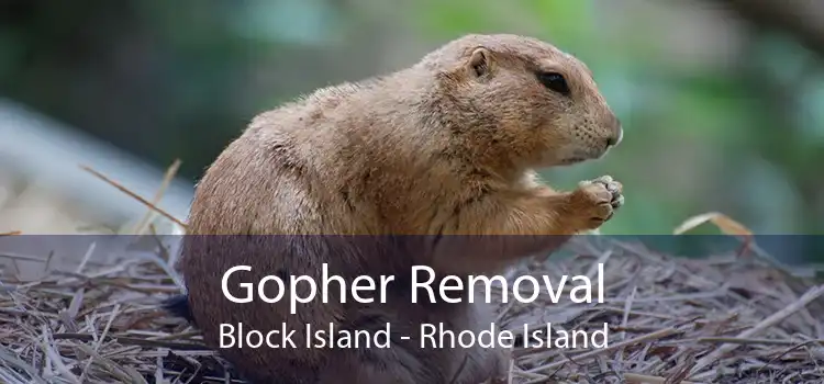 Gopher Removal Block Island - Rhode Island
