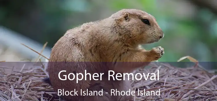 Gopher Removal Block Island - Rhode Island