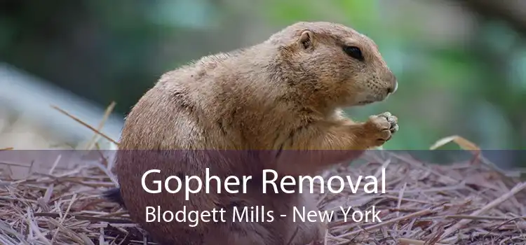 Gopher Removal Blodgett Mills - New York