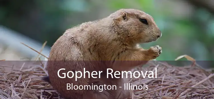 Gopher Removal Bloomington - Illinois