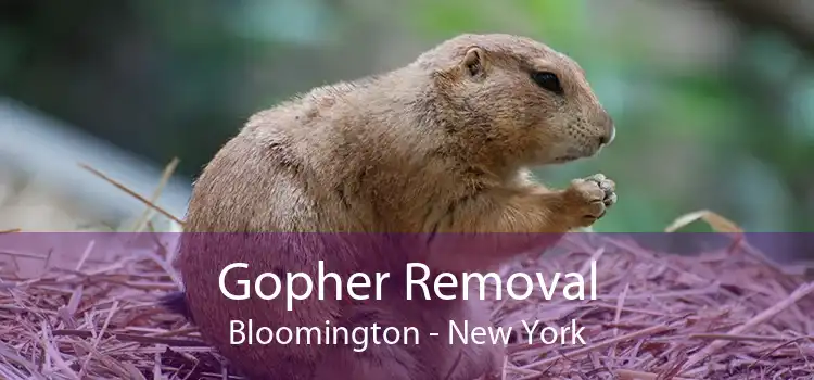 Gopher Removal Bloomington - New York