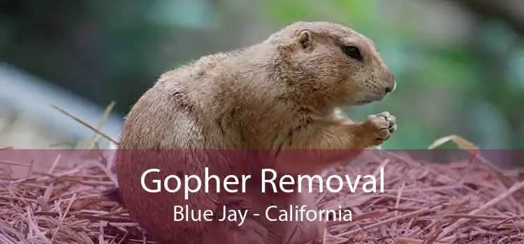 Gopher Removal Blue Jay - California