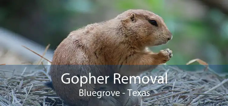 Gopher Removal Bluegrove - Texas