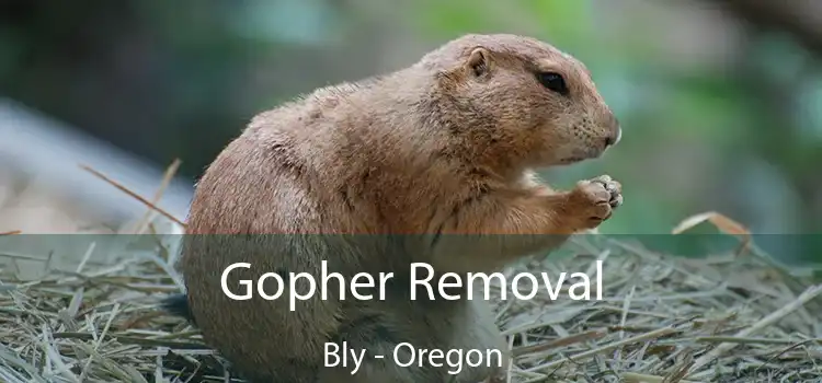 Gopher Removal Bly - Oregon
