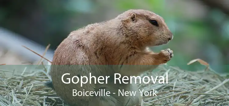 Gopher Removal Boiceville - New York