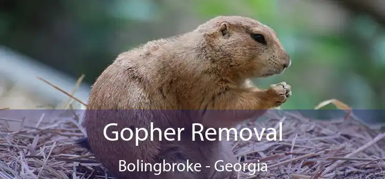 Gopher Removal Bolingbroke - Georgia