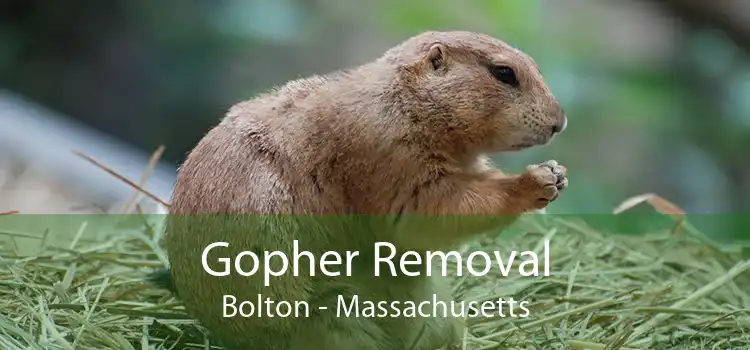 Gopher Removal Bolton - Massachusetts