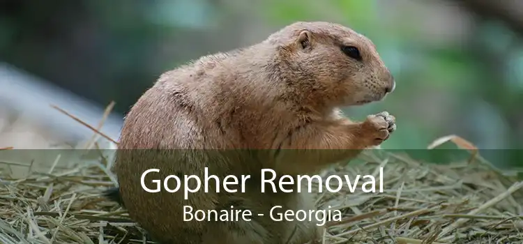 Gopher Removal Bonaire - Georgia