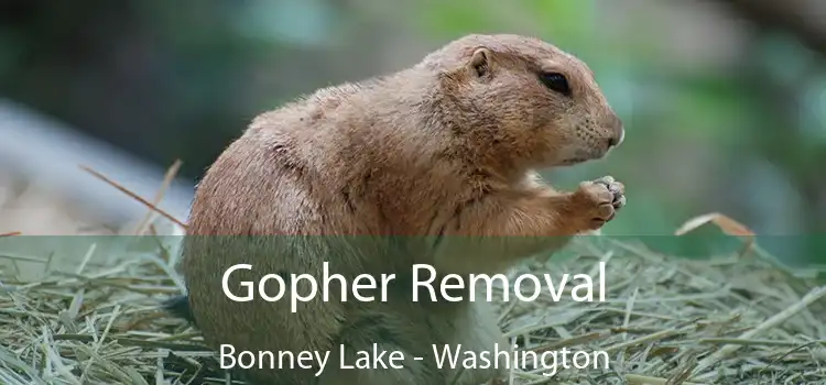 Gopher Removal Bonney Lake - Washington