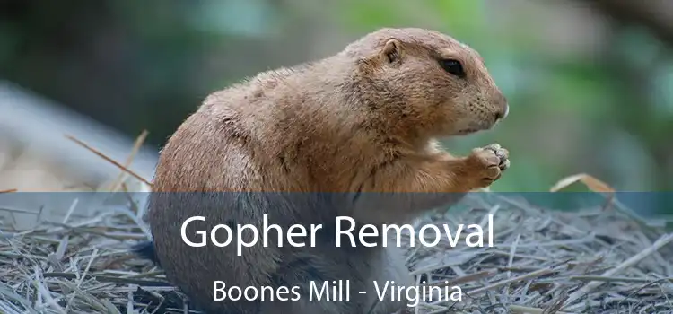 Gopher Removal Boones Mill - Virginia
