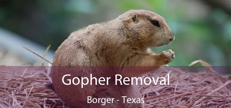 Gopher Removal Borger - Texas