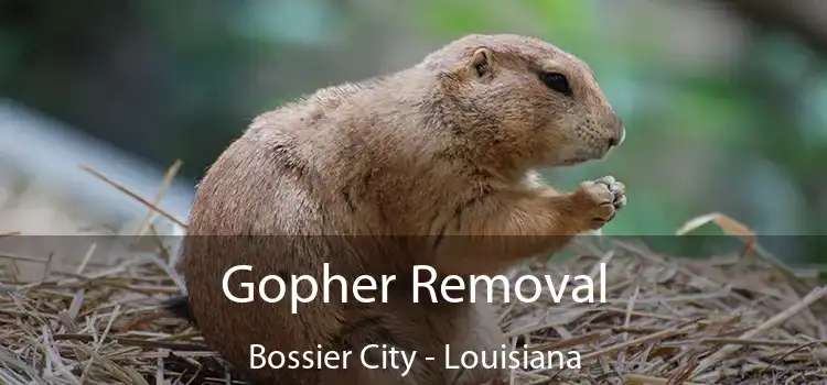 Gopher Removal Bossier City - Louisiana