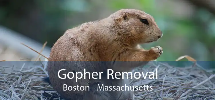 Gopher Removal Boston - Massachusetts