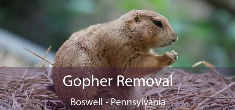 Gopher Removal Boswell - Pennsylvania