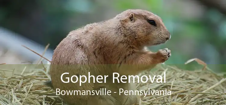 Gopher Removal Bowmansville - Pennsylvania