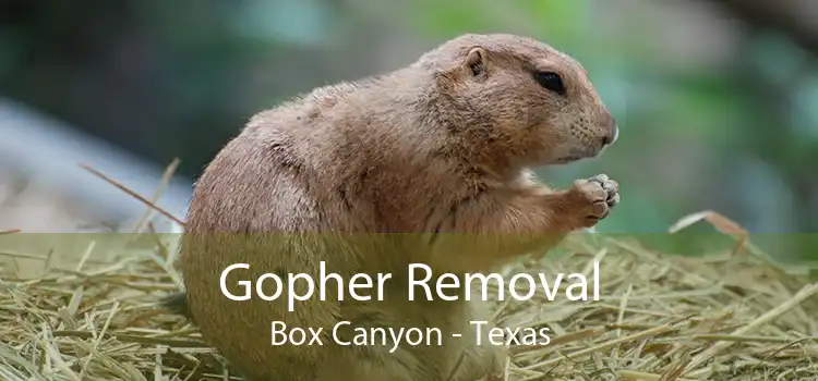 Gopher Removal Box Canyon - Texas