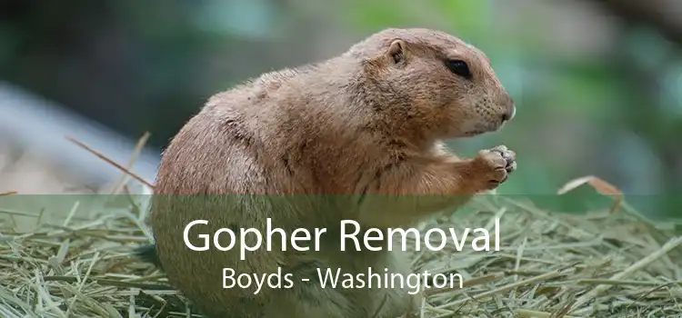 Gopher Removal Boyds - Washington