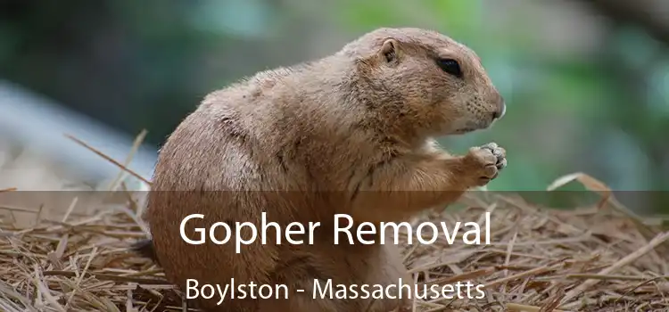 Gopher Removal Boylston - Massachusetts