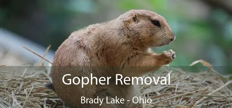 Gopher Removal Brady Lake - Ohio