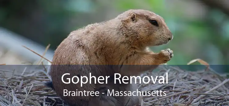 Gopher Removal Braintree - Massachusetts