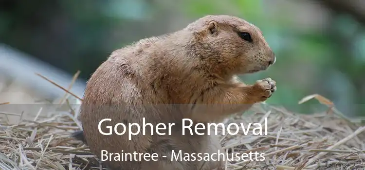 Gopher Removal Braintree - Massachusetts