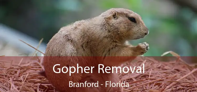 Gopher Removal Branford - Florida