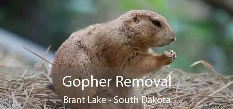 Gopher Removal Brant Lake - South Dakota