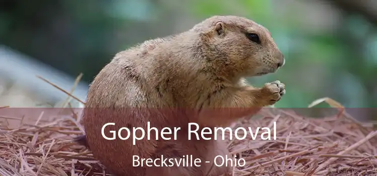 Gopher Removal Brecksville - Ohio