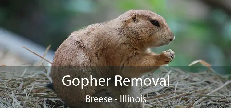 Gopher Removal Breese - Illinois