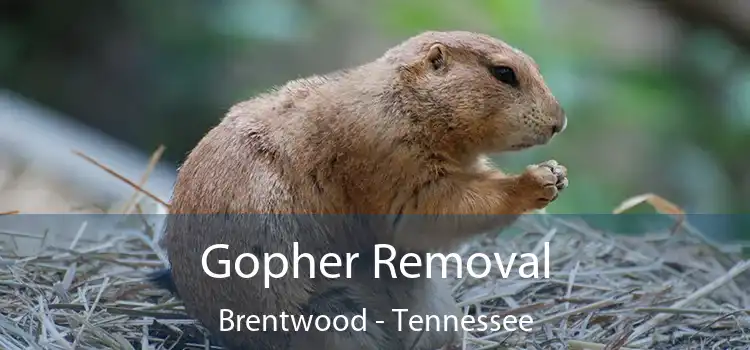 Gopher Removal Brentwood - Tennessee