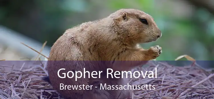 Gopher Removal Brewster - Massachusetts