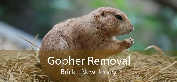 Gopher Removal Brick - New Jersey