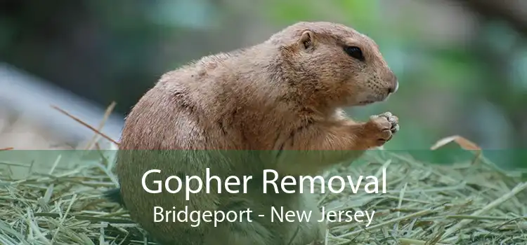Gopher Removal Bridgeport - New Jersey