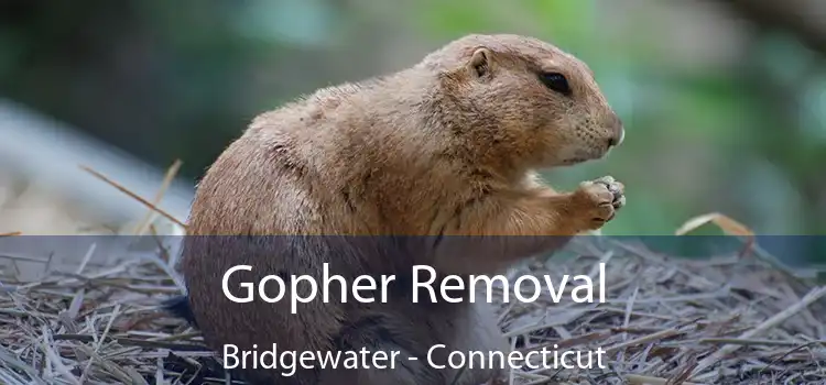 Gopher Removal Bridgewater - Connecticut