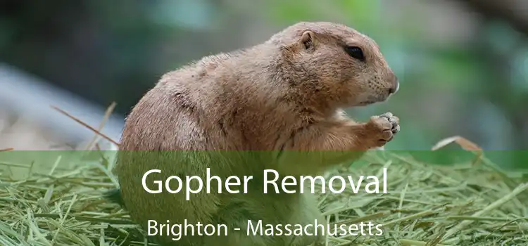 Gopher Removal Brighton - Massachusetts