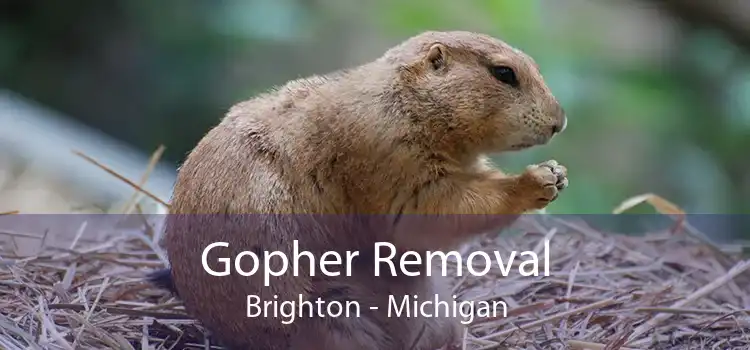 Gopher Removal Brighton - Michigan
