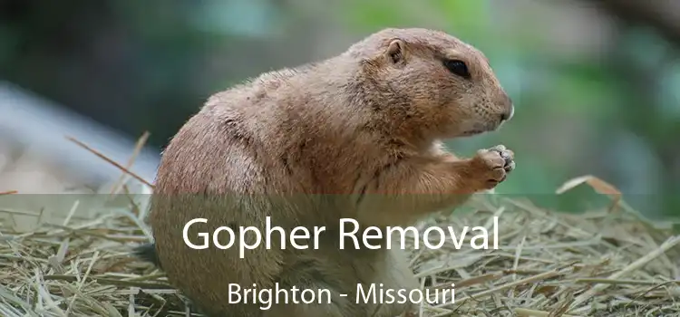 Gopher Removal Brighton - Missouri