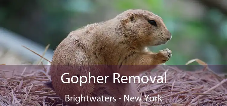 Gopher Removal Brightwaters - New York