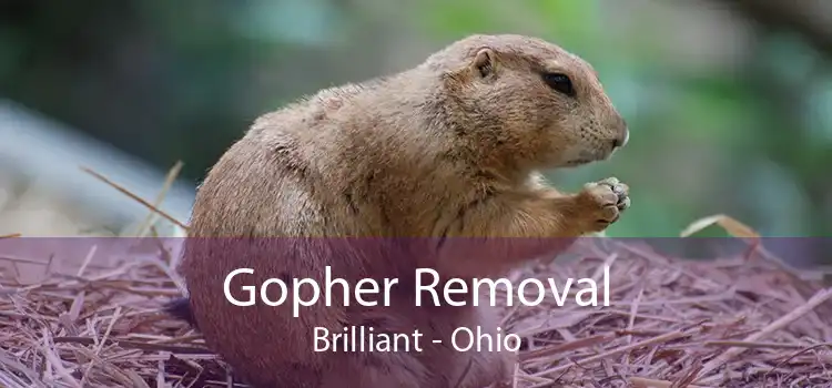 Gopher Removal Brilliant - Ohio