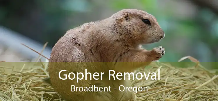 Gopher Removal Broadbent - Oregon