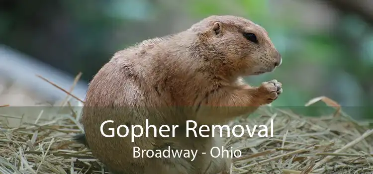 Gopher Removal Broadway - Ohio